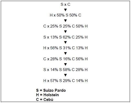 Razas y mejoramiento génetico de bovinos doble propósito - Image 25
