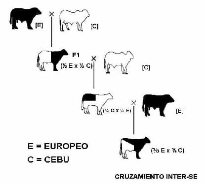 Razas y mejoramiento génetico de bovinos doble propósito - Image 17