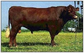 Razas y mejoramiento génetico de bovinos doble propósito - Image 7