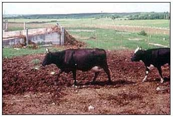 Razas y mejoramiento génetico de bovinos doble propósito - Image 16