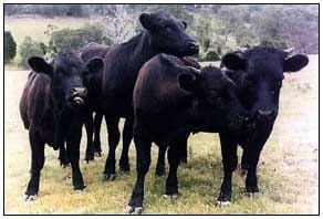 Razas y mejoramiento génetico de bovinos doble propósito - Image 4
