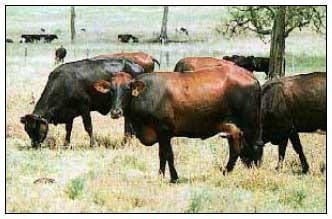 Razas y mejoramiento génetico de bovinos doble propósito - Image 12