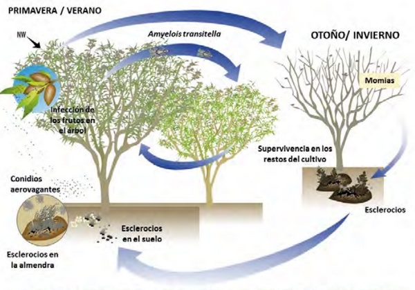 Contaminación de aflatoxinas en frutos secos: un problema emergente - Image 4