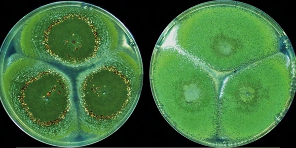 Contaminación de aflatoxinas en frutos secos: un problema emergente - Image 2