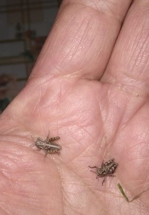 Tucura Sapo: un insecto nativo y endémico de la Patagonia - Image 2
