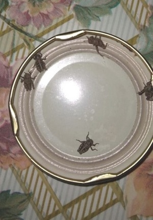 Tucura Sapo: un insecto nativo y endémico de la Patagonia - Image 1