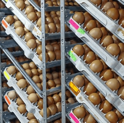 Aspectos importantes en la incubación de huevos fértiles - Image 2