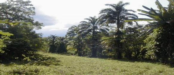FOTOGRAFÍA 10. Silvopastura en callejones con hileras de Pejibaye (Bactris gasipaes) y Cratylia argentea. Universidad EARTH, Guácimo, Limón, Costa Rica. FUENTE: Ricardo Russo.