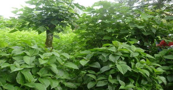 FOTOGRAFÍA 16. Banco mixto forrajero - BMF de Morera (Morus alba) asociado con Poró (Erythrina poeppigiana), Nacedero (Trichanthera gigantea) y Botón de oro (Thitonia diversifolia), en Turrialba, Costa Rica. FUENTE: Raúl Botero Botero.