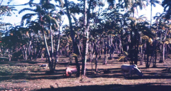 FOTOGRAFÍA 3. Sistema Silvopastoril de Ischaemum indicum (Ratana) con Bactris gasipaes (Palmas de Pejibaye o Chontaduro) en Pocora, Limón, Costa Rica. FUENTE: Raúl Botero Botero. CARACTERIZACIÓN DE LOS SSP CON ENFOQUE GANADERO Árboles dispersos en potreros y silvopasturas