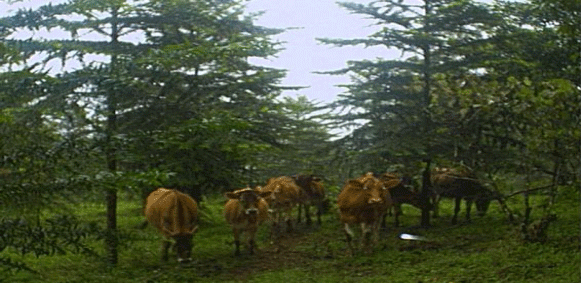 FOTOGRAFÍA 1. Pastoreo en una plantación de Araucaria hunsteinii en San Carlos, Costa Rica. FUENTE: Ing. Rolando Camacho. Pastoreo de huertos