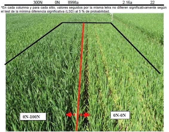 ¿Cómo ajustamos la dosis de nitrógeno durante el ciclo del trigo? - Image 3
