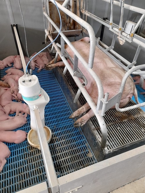 Alternativas tecnológicas para gestionar la falta de tetas disponibles y el costo de las nodrizas, en granjas de alta prolificidad - Image 3