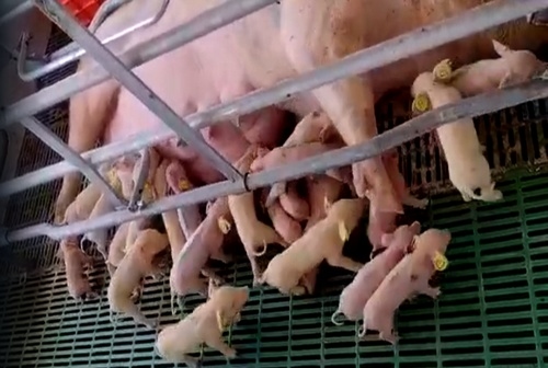 Alternativas tecnológicas para gestionar la falta de tetas disponibles y el costo de las nodrizas, en granjas de alta prolificidad - Image 1