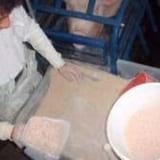 Cerdos, manejo y alimentación - Image 7