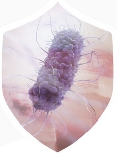 ¿Cuáles son las funciones del intestino? - Image 1