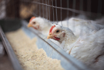 Nutrición y Nutriología Animal, una búsqueda constante por nuevas habilidades