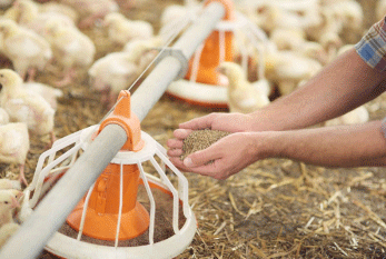 Nutrición y Nutriología Animal, una búsqueda constante por nuevas habilidades