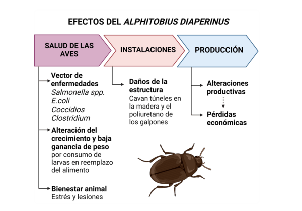 Ensayos de seguridad de Vetancid - Image 2