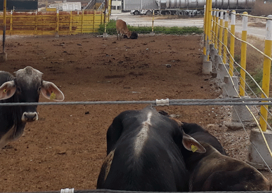 Figura 3 Lote de 3 días en la engorda; el resto del grupo se acerca a comer un forraje suculento, ¿por qué esos 2 animales se quedan en el fondo?, no es una conducta normal