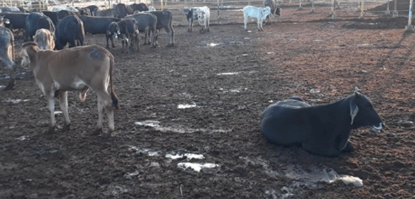  Figura 5 Ganado con 10 días en el corral de engorda; no se esperan heces de este tipo con la base de la alimentación que tienen