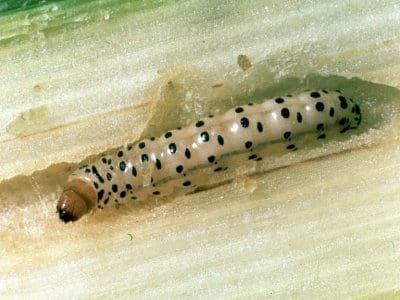 Diatraea en Maíz - Image 1