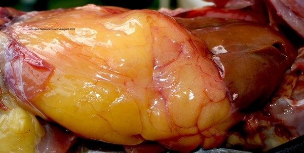 Respuesta metabolica (silimarina 35 ppm) sobre la calidad del huevo en ponedoras comerciales con sindrome de higado graso hemorragico (FLHS) - Image 1
