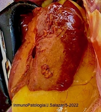 Respuesta metabolica (silimarina 35 ppm) sobre la calidad del huevo en ponedoras comerciales con sindrome de higado graso hemorragico (FLHS) - Image 4