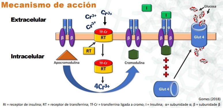 Proteasas y picolinato de cromo: Aditivos imprescindibles para mejorar la digestibilidad, el metabolismo y la rentabilidad de la producción avícola - Image 1
