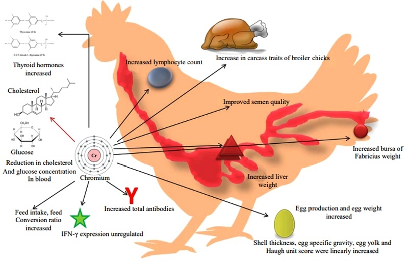 Proteasas y picolinato de cromo: Aditivos imprescindibles para mejorar la digestibilidad, el metabolismo y la rentabilidad de la producción avícola - Image 3