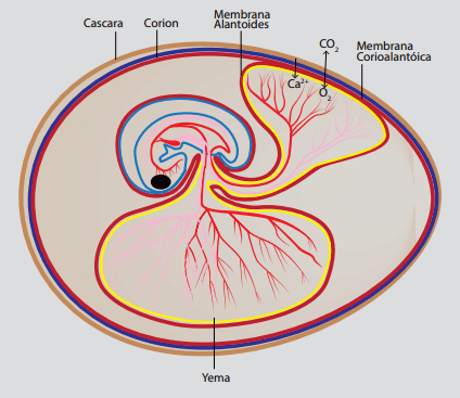 Figura 1. La membrana alantoidea se fusiona con el corion para formar la membrana corioalantoidea (9). Esta membrana altamente vascularizada se desarrolla alrededor del día 5 a 6 y se adhiere a la membrana interna de la cáscara. La membrana corioalantoica funciona en el intercambio de gases y, aproximadamente al día 10, comienza a absorber y transportar activamente el calcio desde la cáscara hasta el sistema vascular embrionario. Luego, el calcio se deposita y almacena en la yema de huevo. Este proceso continúa hasta el día 17.