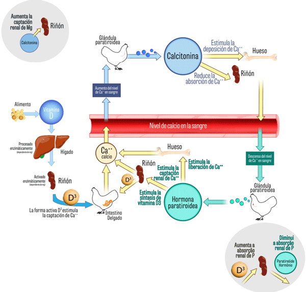 Figura 4. Diagrama central: Figura 4. Diagrama central: los niveles de calcio en la sangre están controlados por hormonas (hormona paratiroidea (PTH) y calcitonina). Cuando los niveles de Ca en la sangre son bajos, la PTH simula la absorción a través del riñón y también se liberan las reservas óseas. Cuando los niveles de Ca en la sangre son altos, se produce calcitonina. Los riñones reducen la reabsorción y excretan el exceso. El calcio también se puede almacenar en los huesos. La vitamina D, ingerida con el alimento, se puede procesar a través del hígado y los riñones a la forma activa D3. La activación de la vitamina D requiere magnesio. La vitamina D3 aumenta la absorción gastrointestinal de calcio (4). Inserción superior izquierda: La calcitonina aumenta la absorción de magnesio. Inserción superior derecha: La vitamina D3 aumenta la sorción renal de fósforo, mientras que la hormona paratiroidea disminuye la reabsorción renal.