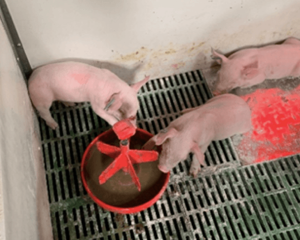 PRUEBA DE CAMPO CON VITALSAFE PARA EL CONTROL DE DIARREAS NEONATALES EN LECHONES DE PRIMERIZAS - Image 2