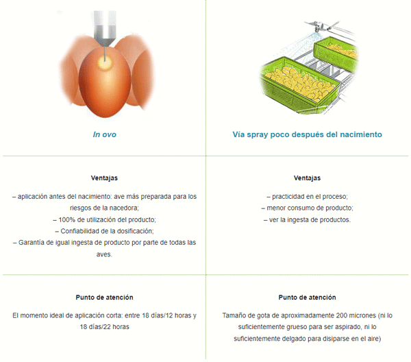 Colonización temprana en la planta de incubación Vías de aplicación del probiótico