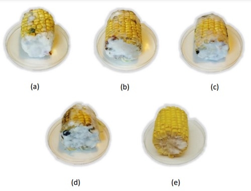 Estrategias de reducción del desarrollo de hongos toxigénicos en alimentos mediante compuestos naturales - Image 2