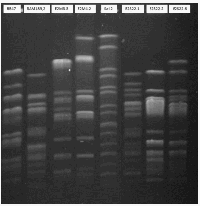 Seguimiento de microorganismos resistentes a antibióticos de importancia crítica de alta prioridad en el sistema productivo avícola en el marco de “Una Salud” - Image 2