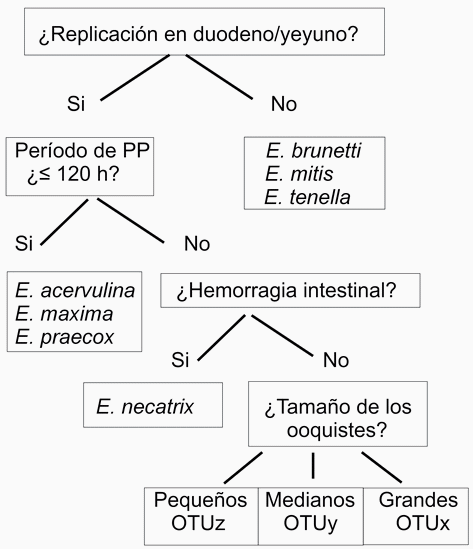 Coccidios y Coccidiosis, ¿Cuánto sabemos? - Image 1