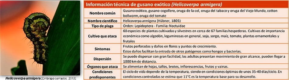 Gusano exótico o Helicoverpa armígera - Image 1
