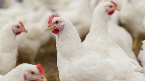 Vacunación de los pollos para luchar contra la hepatitis - Image 1