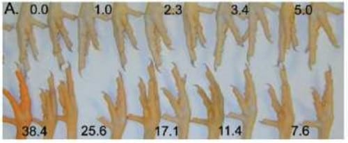 Nutrición de las Reproductoras y sus Efectos en la Incubación y Calidad del Pollo - Image 2