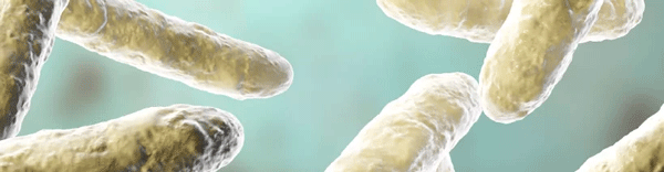 Efecto del bacillus amyloliquefaciens cect 5940 sobre el rendimiento productivo de pollos de engorda: un metaanálisis de 12 ensayos de investigación independientes - Image 4