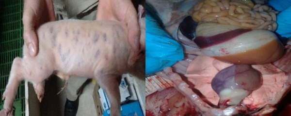Purpura trombocitopenica en lechones - Image 1