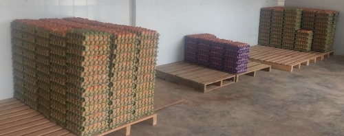 Protocolos y normas de manejo para el mejoramiento de la calidad del huevo comercial - Image 1
