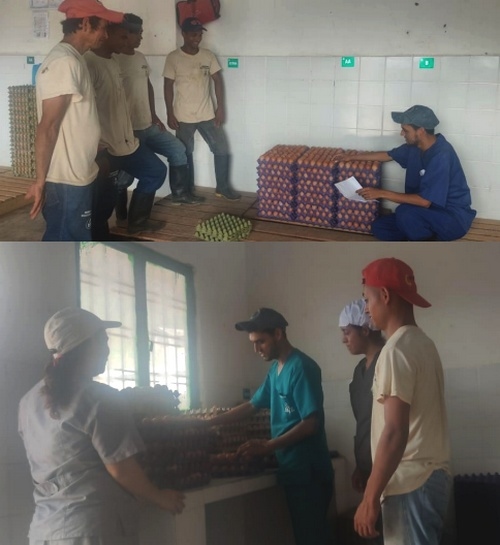 Protocolos y normas de manejo para el mejoramiento de la calidad del huevo comercial - Image 2