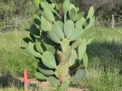 Contenido proteico del forraje de Opuntia ficus indica (L.) Mill fertilizada en condiciones de secano - Image 1