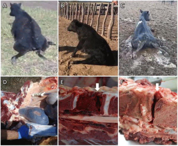 Figura 1. Hallazgos clínicos y patológicos en los animales afectados. A, B y C: Paresis del tren posterior en terneros del caso A, B y C, respectivamente. D: Vejiga pletórica (caso A). E y F: fracturas de cuerpo de vértebras lumbares (caso B y C, respectivamente).