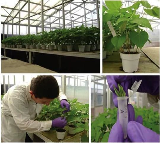 Catálogo de frijoles criollos rojo seda de Las Segovias, Nicaragua - Caracterización molecular y morfo agronómica - Image 3