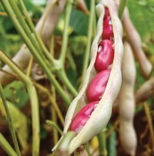 Catálogo de frijoles criollos rojo seda de Las Segovias, Nicaragua - Caracterización molecular y morfo agronómica - Image 1