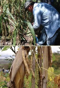 Catálogo de frijoles criollos de Ipala en Guatemala. Caracterización molecular y morfo agronómica - Image 2