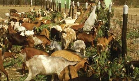Las arbóreas Una alternativa nutricional en la producción animal - Image 3
